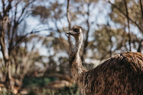 Wave Rock, York, Wildflowers, And Aboriginal Cultural Day Tour From Perth - Attractions Sydney 4