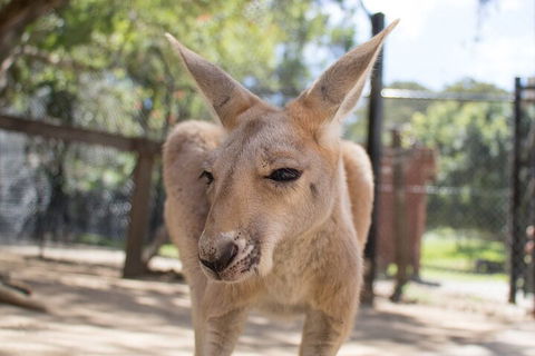 Currumbin Wildlife Sanctuary General Entry Ticket - Attractions Sydney 2