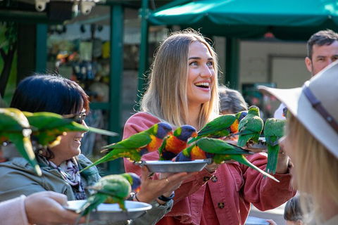 Currumbin Wildlife Sanctuary General Entry Ticket - Attractions Sydney 3
