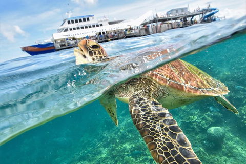 Scenic Helicopter Flight To Moore Reef And Return Snorkeling Cruise From Cairns - Attractions Sydney 0