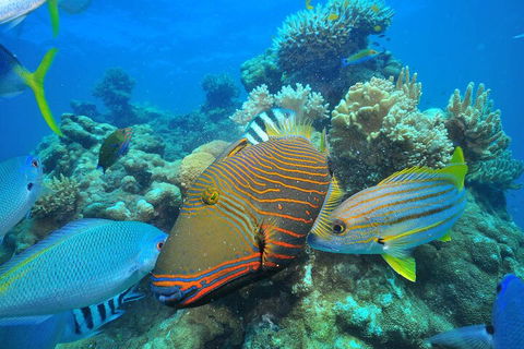 Fly To Green Island - Cruise Return - Attractions Sydney 1