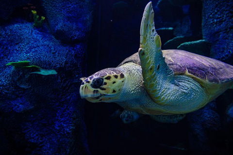 Sydney Attractions Pass: SEA LIFE Aquarium, Sydney Tower Eye, WILD LIFE Zoo And Madame Tussauds - Attractions Sydney 1