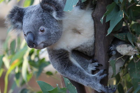 Sydney Attractions Pass: SEA LIFE Aquarium, Sydney Tower Eye, WILD LIFE Zoo And Madame Tussauds - Attractions Sydney 2