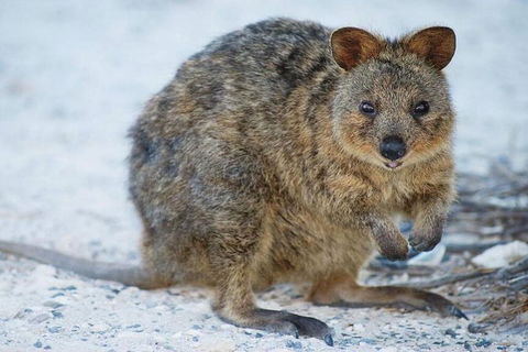 Perth To Rottnest Island Roundtrip Ferry Ticket - Attractions Sydney 3