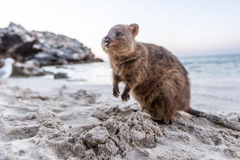 Perth To Rottnest Island Roundtrip Ferry Ticket - Attractions Sydney 5