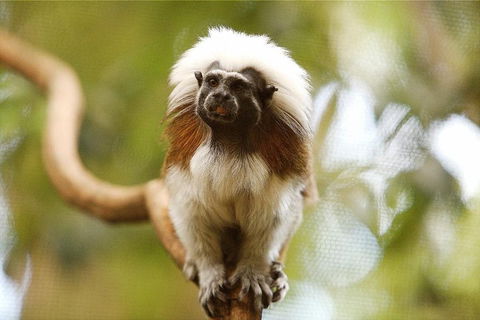 Breakfast With The Koalas At Hartley's Crocodile Park From Cairns Or Palm Cove - Attractions Sydney 3