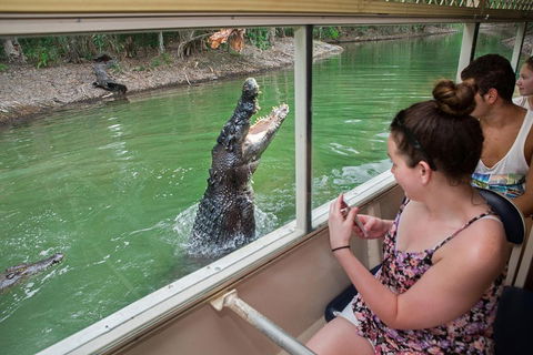 Breakfast With The Koalas At Hartley's Crocodile Park From Cairns Or Palm Cove - Attractions Sydney 4