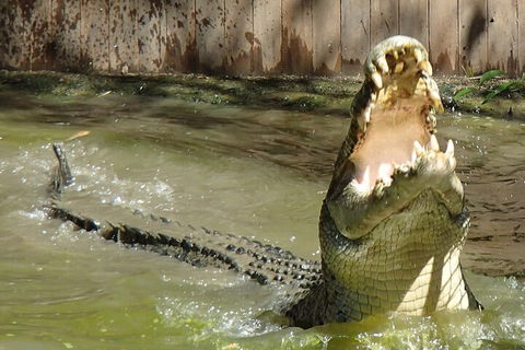 Hartley's Crocodile Adventures Day Trip From Palm Cove - Attractions Sydney 3