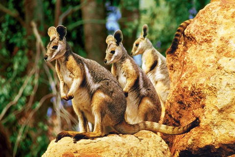 Sydney Harbour Hop On Hop Off Cruise With Taronga Zoo Entry - Attractions Sydney 4
