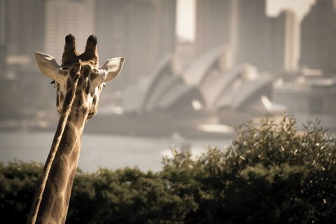 Sydney Harbour Hop On Hop Off Cruise With Taronga Zoo Entry - Attractions Sydney 5