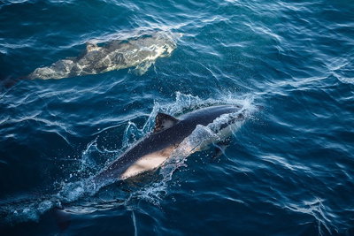 Sydney Whale-Watching Cruise