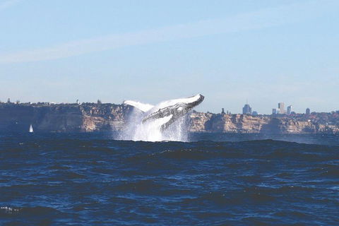 Sydney Whale-Watching Cruise - Attractions Sydney 3