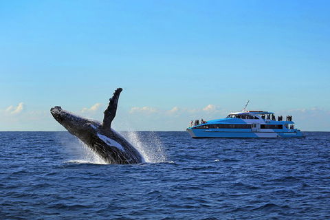 Sydney Whale-Watching Cruise - Attractions Sydney 5