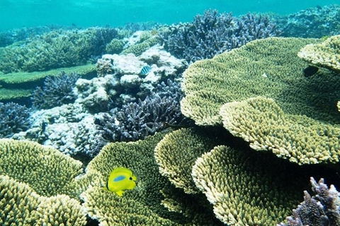 Abrolhos Islands Scenic Flight & Snorkel Adventure From Perth - Attractions Sydney 4