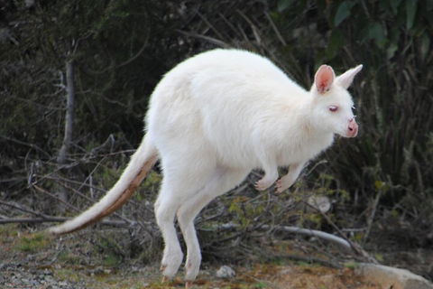 Small-Group Day Trip From Hobart To Bruny Island - Attractions Sydney 2