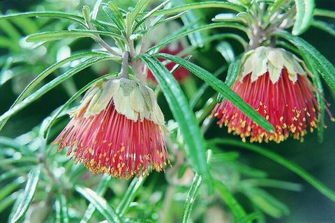 Full-Day Pinnacles Desert And Yanchep National Park Tour From Perth - Attractions Sydney 1
