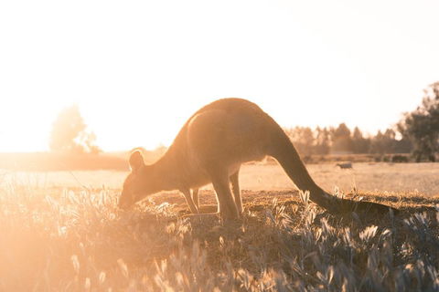 Small Group - 12 Apostles, Otways & Great Ocean Road Day Tour From Melbourne - Attractions Sydney 0