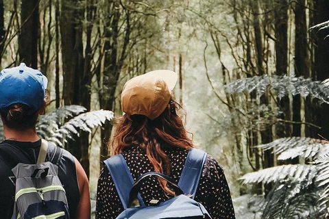 Small Group - 12 Apostles, Otways & Great Ocean Road Day Tour From Melbourne - Attractions Sydney 3
