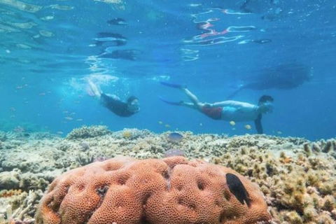Great Barrier Reef Day Cruise To Reefworld - Attractions Sydney 1
