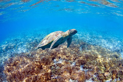 Great Barrier Reef Day Cruise To Reefworld - Attractions Sydney 5