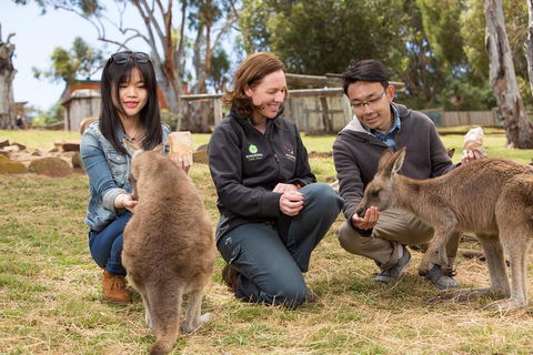 Bonorong Wildlife Park And Richmond Afternoon Tour From Hobart - Attractions Sydney 1