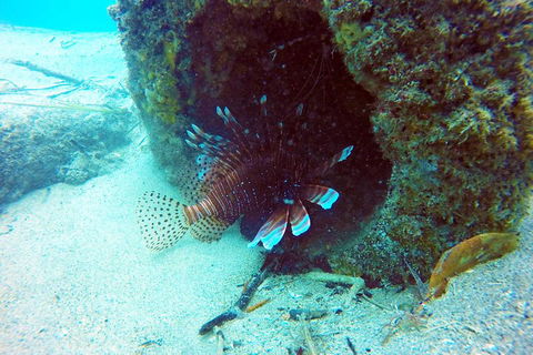 Wave Break Island Scuba Diving On The Gold Coast - Attractions Sydney 5