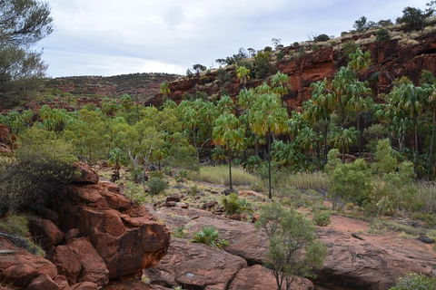 Palm Valley And Hermannsburg 1 Day 4WD Tour - Attractions Sydney 4
