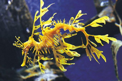 SEA LIFE Melbourne Aquarium Admission Ticket - Attractions Sydney 0