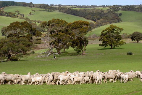 Kangaroo Island Luxury Small Group 'Island Life' Full Day Tour - Attractions Sydney 1