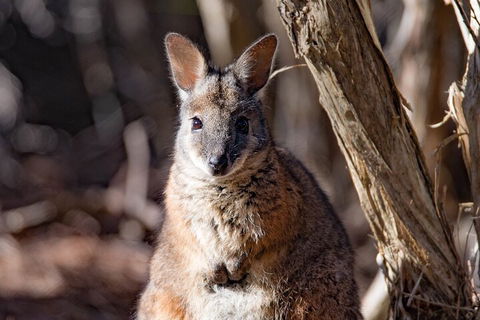 Kangaroo Island Luxury Small Group 'Island Life' Full Day Tour - Attractions Sydney 3