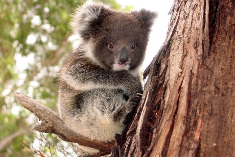 Kangaroo Island Luxury Small Group 'Island Life' Full Day Tour - Attractions Sydney 4