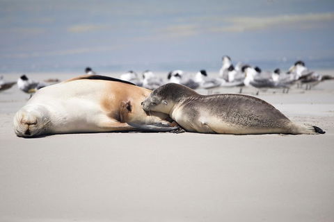 Kangaroo Island Luxury Small Group 'Island Life' Full Day Tour - Attractions Sydney 5
