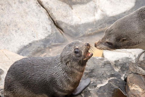 Kangaroo Island Luxury Small Group 'Flinders Chase Focus' Full Day Tour - Attractions Sydney 2