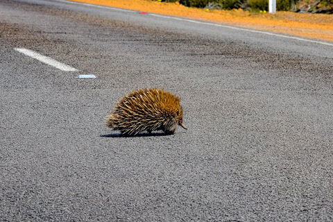 Kangaroo Island Luxury Small Group 'Flinders Chase Focus' Full Day Tour - Attractions Sydney 3