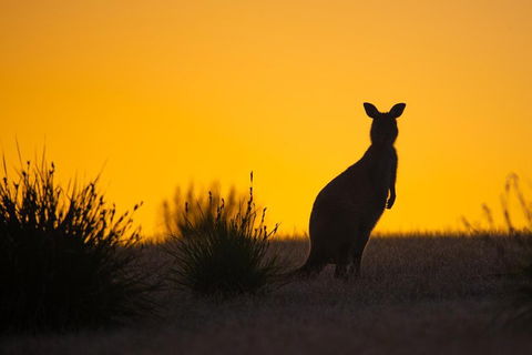 Kangaroo Island Luxury Small Group 'Flinders Chase Focus' Full Day Tour - Attractions Sydney 5