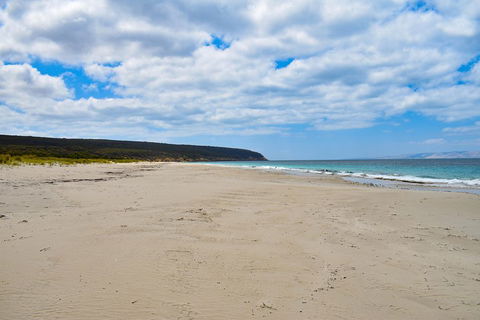 Kangaroo Island Luxury Small Group 'East End Explorer' Full Day Tour - Attractions Sydney 3