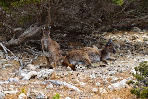Kangaroo Island Luxury Small Group 'East End Explorer' Full Day Tour - Attractions Sydney 4