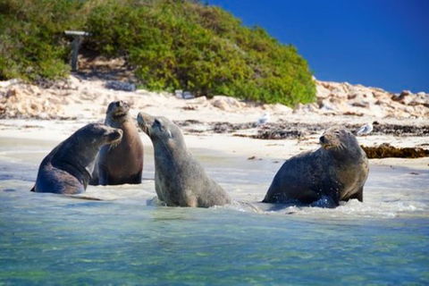 Dolphin, Penguin And Sea Lion Cruise - Attractions Sydney 0
