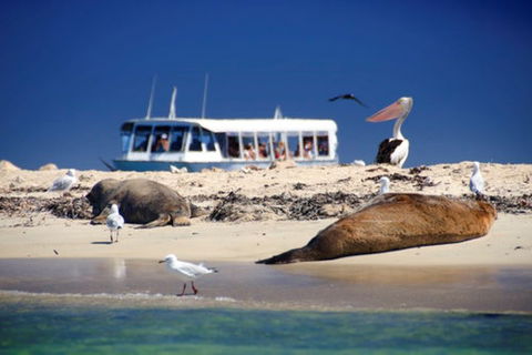 Dolphin, Penguin And Sea Lion Cruise - Attractions Sydney 1
