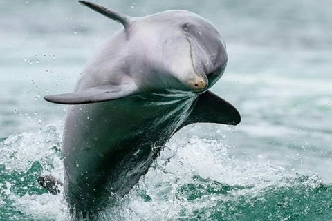 Dolphin, Penguin And Sea Lion Cruise - Attractions Sydney 2