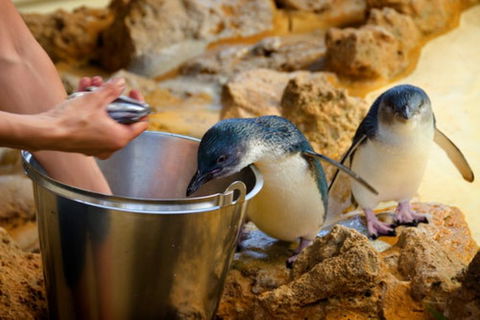 Dolphin, Penguin And Sea Lion Cruise - Attractions Sydney 3