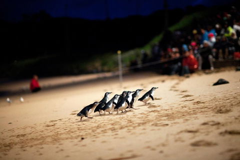 2-Day Great Ocean Road, Mornington Peninsula And Phillip Island Tour - Attractions Sydney 1