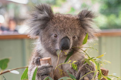 2-Day Great Ocean Road, Mornington Peninsula And Phillip Island Tour - Attractions Sydney 2