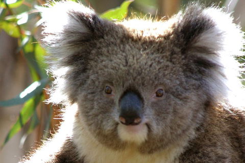 2-Day Great Ocean Road And Grampians Tour From Melbourne - Attractions Sydney 3
