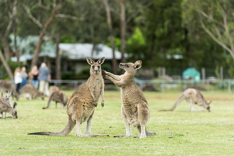 2-Day Great Ocean Road And Grampians Tour From Melbourne - Attractions Sydney 4