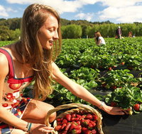 Mornington Peninsula Day Trip from Melbourne - Attractions Sydney