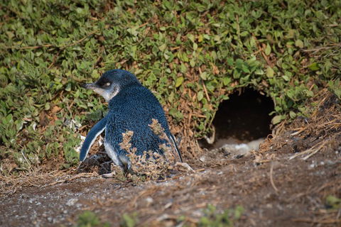 Small-Group Phillip Island Penguin Parade Day Tour From Melbourne - Attractions Sydney 1
