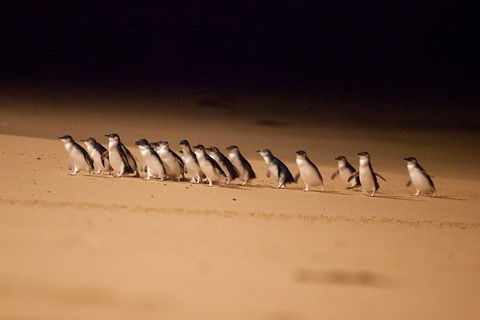 Phillip Island Penguin Parade Express Tour From Melbourne - Attractions Sydney 0