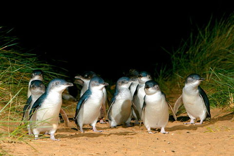 Phillip Island Penguin Parade Express Tour From Melbourne - Attractions Sydney 5