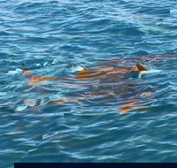Roebuck Bay Snubfin Dolphin Cruise - Attractions Sydney
